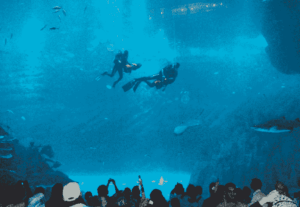dubai aquarium mall1-min